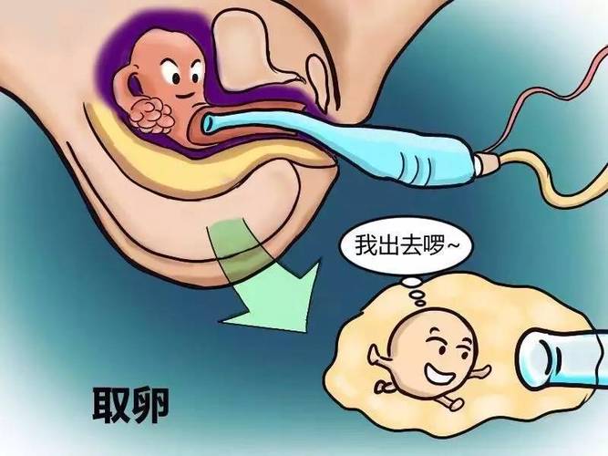 供卵试管代怀产子过程【供卵试管代怀产子：一场奇迹的孕育之旅】